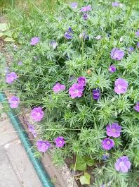 fruhling2025_Garten_IMG_20250516_121458