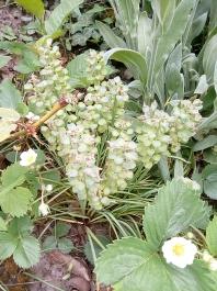 fruhling2025_Garten_IMG_20250516_121507
