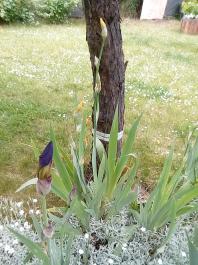 fruhling2025_Garten_IMG_20250516_121520