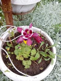 fruhling2025_Garten_IMG_20250516_121531
