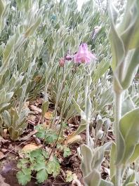 fruhling2025_Garten_IMG_20250516_121604