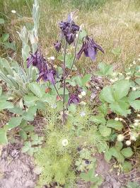 fruhling2025_Garten_IMG_20250516_121619