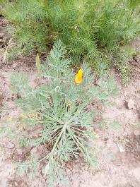 fruhling2025_Garten_IMG_20250516_121639