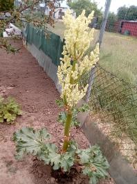 fruhling2025_Garten_IMG_20250516_121659