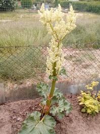 fruhling2025_Garten_IMG_20250516_121713