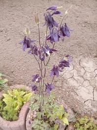 fruhling2025_Garten_IMG_20250516_121718