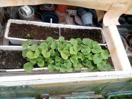 fruhling2025_Garten_IMG_20250516_121801