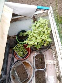 fruhling2025_Garten_IMG_20250516_121806