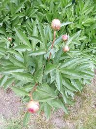 fruhling2025_Garten_IMG_20250516_121820