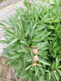 fruhling2025_Garten_IMG_20250516_121827