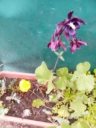 fruhling2025_Garten_IMG_20250516_121847