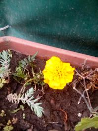 fruhling2025_Garten_IMG_20250516_121852