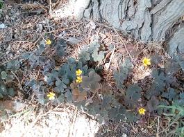 fruhling2025_Garten_IMG_20250517_120500