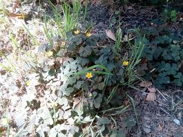 fruhling2025_Garten_IMG_20250517_120506