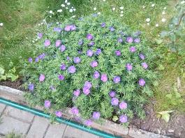 fruhling2025_Garten_IMG_20250517_120605