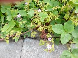 fruhling2025_Garten_IMG_20250517_120632