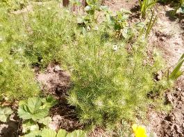 fruhling2025_Garten_IMG_20250517_120726