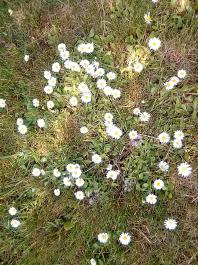 fruhling2025_Garten_IMG_20250517_120746