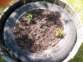 fruhling2025_Garten_IMG_20250517_120944