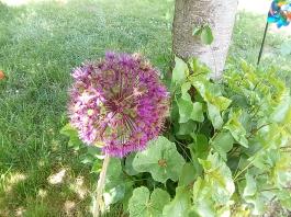 fruhling2025_Garten_IMG_20250517_121030