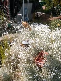 fruhling2025_Garten_IMG_20250517_160509