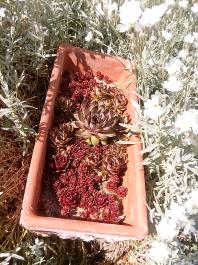 fruhling2025_Garten_IMG_20250517_160516