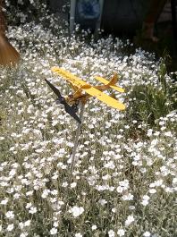 fruhling2025_Garten_IMG_20250517_160535