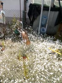 fruhling2025_Garten_IMG_20250517_160546