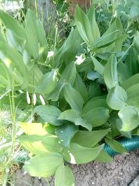 fruhling2025_Garten_IMG_20250517_160633
