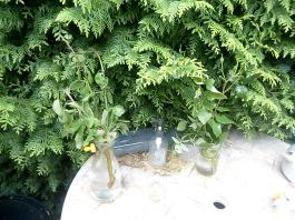 fruhling2025_Garten_IMG_20250518_113501