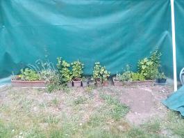 fruhling2025_Garten_IMG_20250518_113538