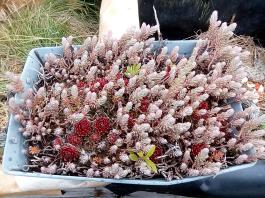 fruhling2025_Garten_IMG_20250518_113741