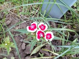 fruhling2025_Garten_IMG_20250518_113800