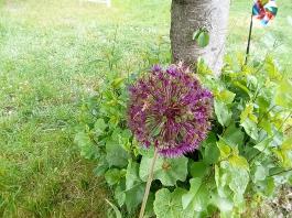 fruhling2025_Garten_IMG_20250518_113813