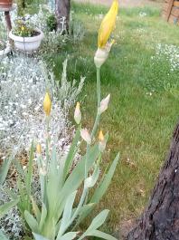 fruhling2025_Garten_IMG_20250518_123311