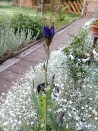 fruhling2025_Garten_IMG_20250518_123323