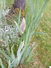 fruhling2025_Garten_IMG_20250518_123334