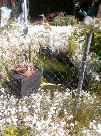 fruhling2025_Garten_IMG_20250521_104729