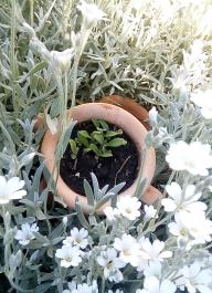fruhling2025_Garten_IMG_20250521_104758