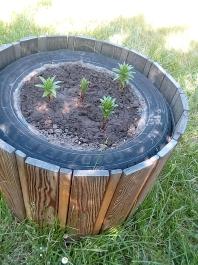 fruhling2025_Garten_IMG_20250521_104906