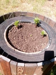 fruhling2025_Garten_IMG_20250521_104919