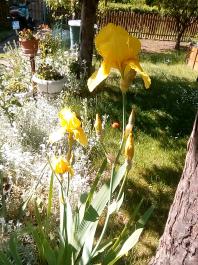 fruhling2025_Garten_IMG_20250521_104939