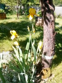 fruhling2025_Garten_IMG_20250521_104950