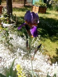 fruhling2025_Garten_IMG_20250521_104957