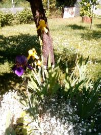 fruhling2025_Garten_IMG_20250521_105009
