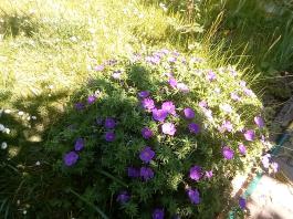 fruhling2025_Garten_IMG_20250521_105022
