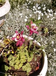 fruhling2025_Garten_IMG_20250521_105044