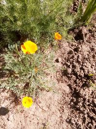 fruhling2025_Garten_IMG_20250521_105123