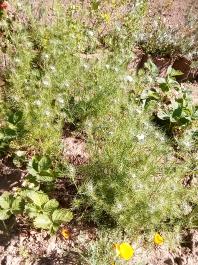 fruhling2025_Garten_IMG_20250521_105129