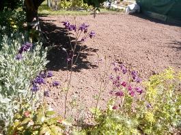 fruhling2025_Garten_IMG_20250521_105149